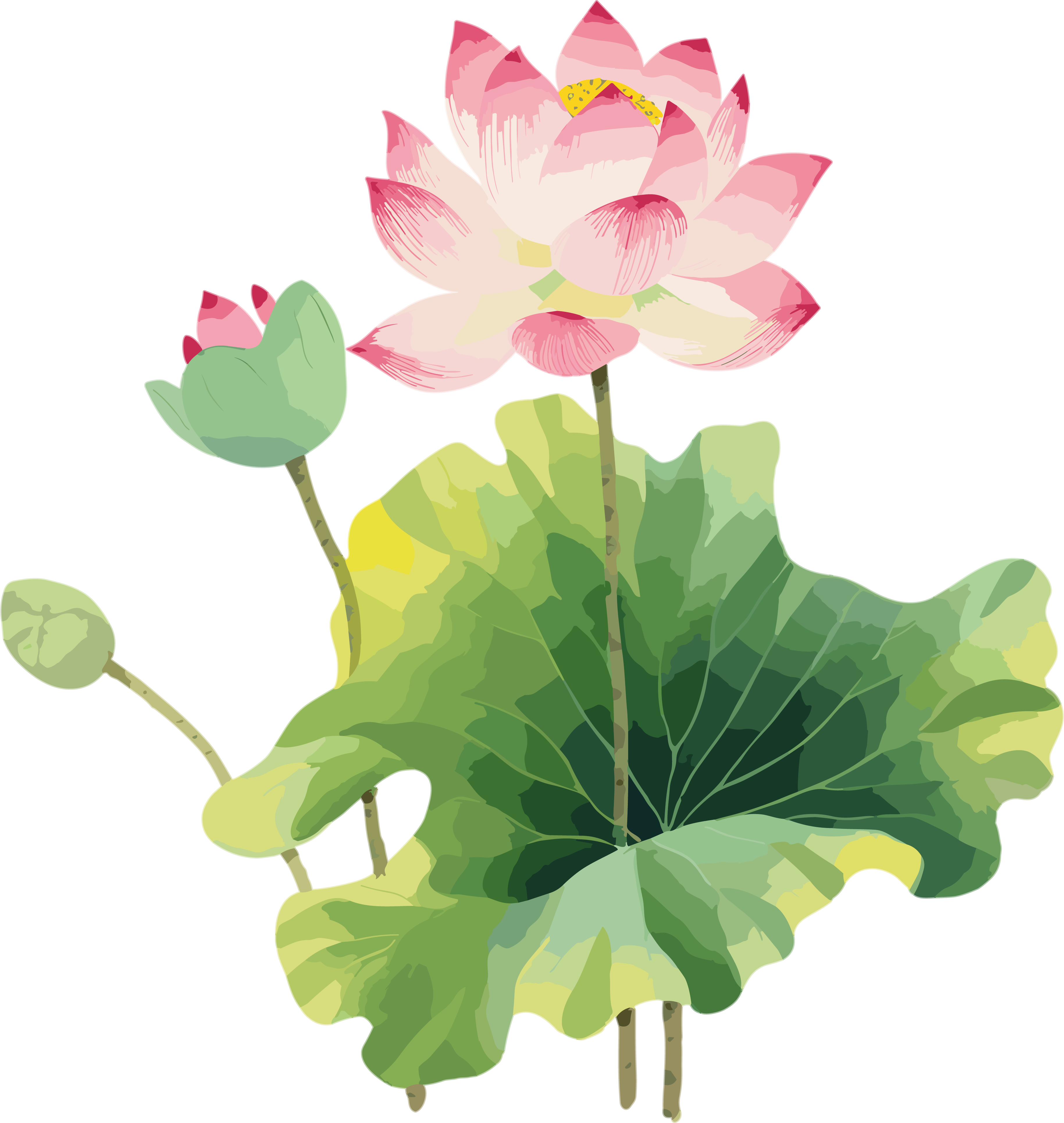 柔和风格中国荷花荷叶PNG图形素材