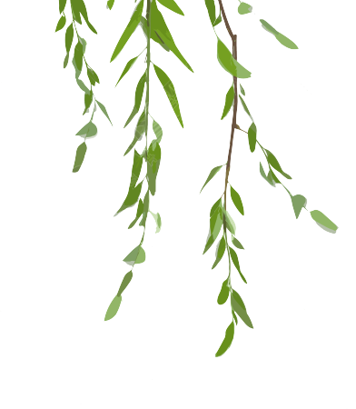 高清透明背景柳树枝叶PNG素材