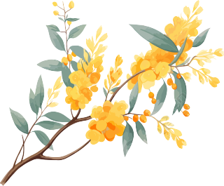 黄色桉树枝与叶花PNG图形素材