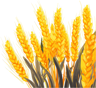 透明背景小麦高清插画设计元素