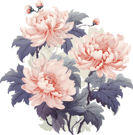 中式风格菊花插画素材