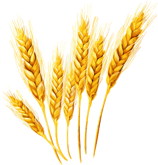 麦穗矢量插画设计素材