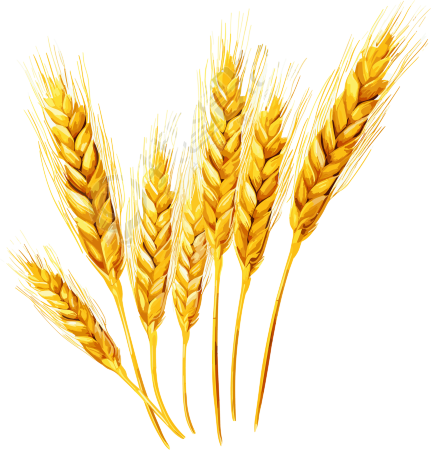 麦穗矢量插画设计素材