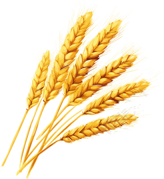 麦穗矢量插画