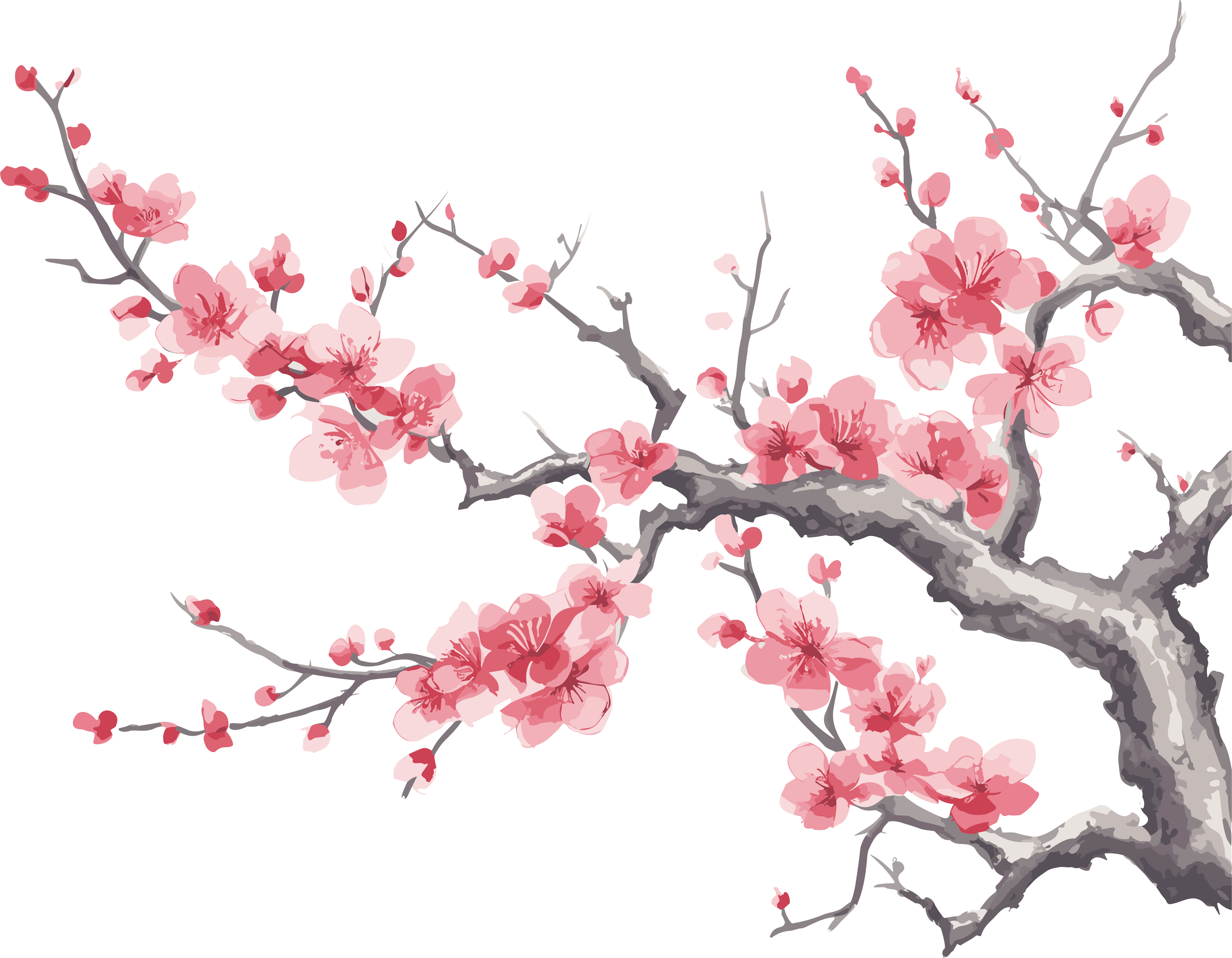 绽放的唯美粉色梅花插画设计
