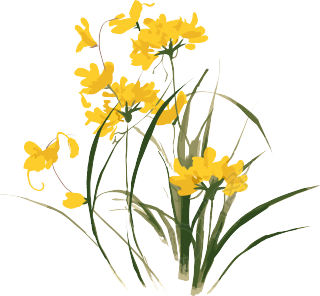 黄色水仙花水彩画风格PNG插画