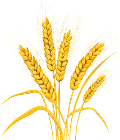 炫目爆炸色彩的小麦穗矢量插画设计