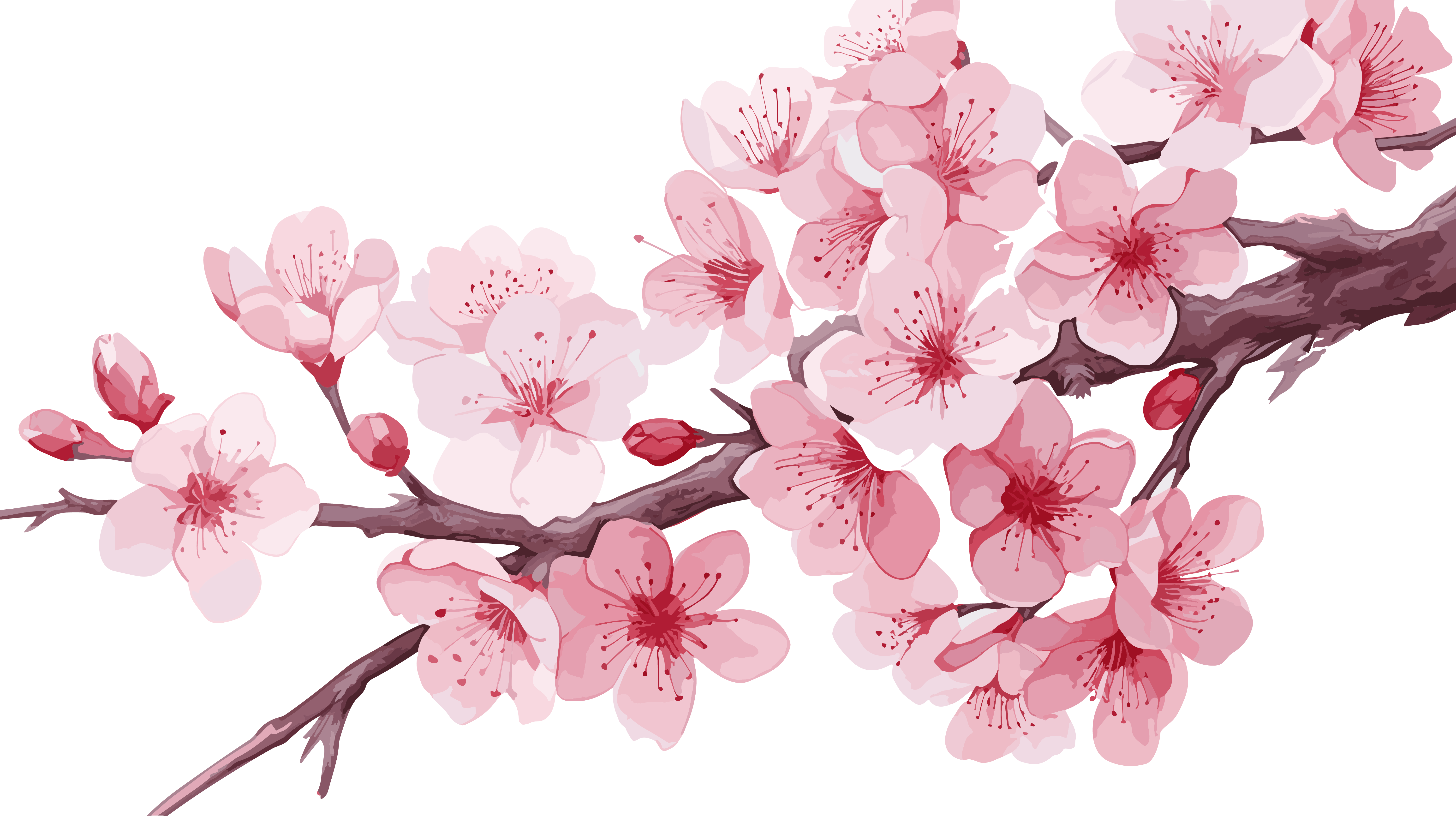 卡通粉色樱花水彩插画