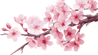 卡通粉色樱花水彩插画
