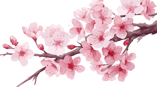 卡通粉色樱花水彩插画