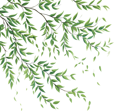 可商用柳树枝条素材插画
