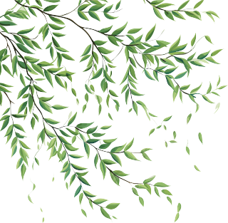 可商用柳树枝条素材插画