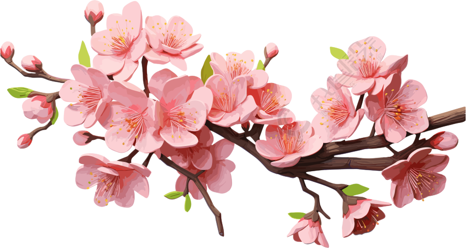 粉色樱花水彩插画