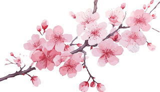 粉色卡通樱花水彩插画