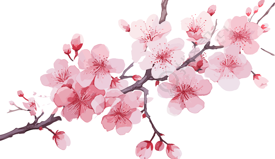 粉色卡通樱花水彩插画
