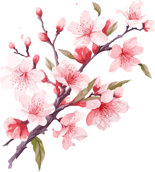 樱花分支插画PNG素材