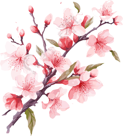 樱花分支插画PNG素材