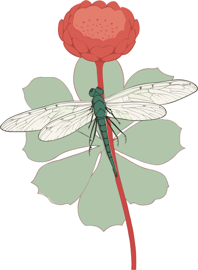 透明背景蜻蜓花朵创意插画