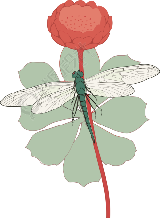 透明背景蜻蜓花朵创意插画
