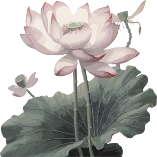 中国画风格的花与蝴蝶元素