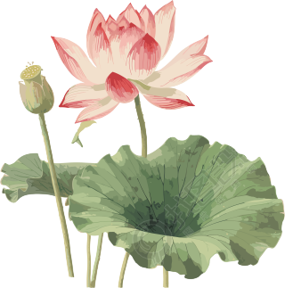 西周风格莲花水彩艺术设计元素