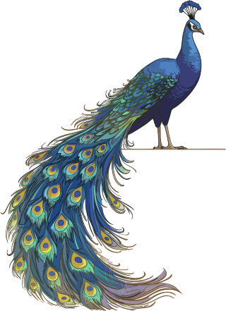 唯美孔雀手绘插画透明背景素材