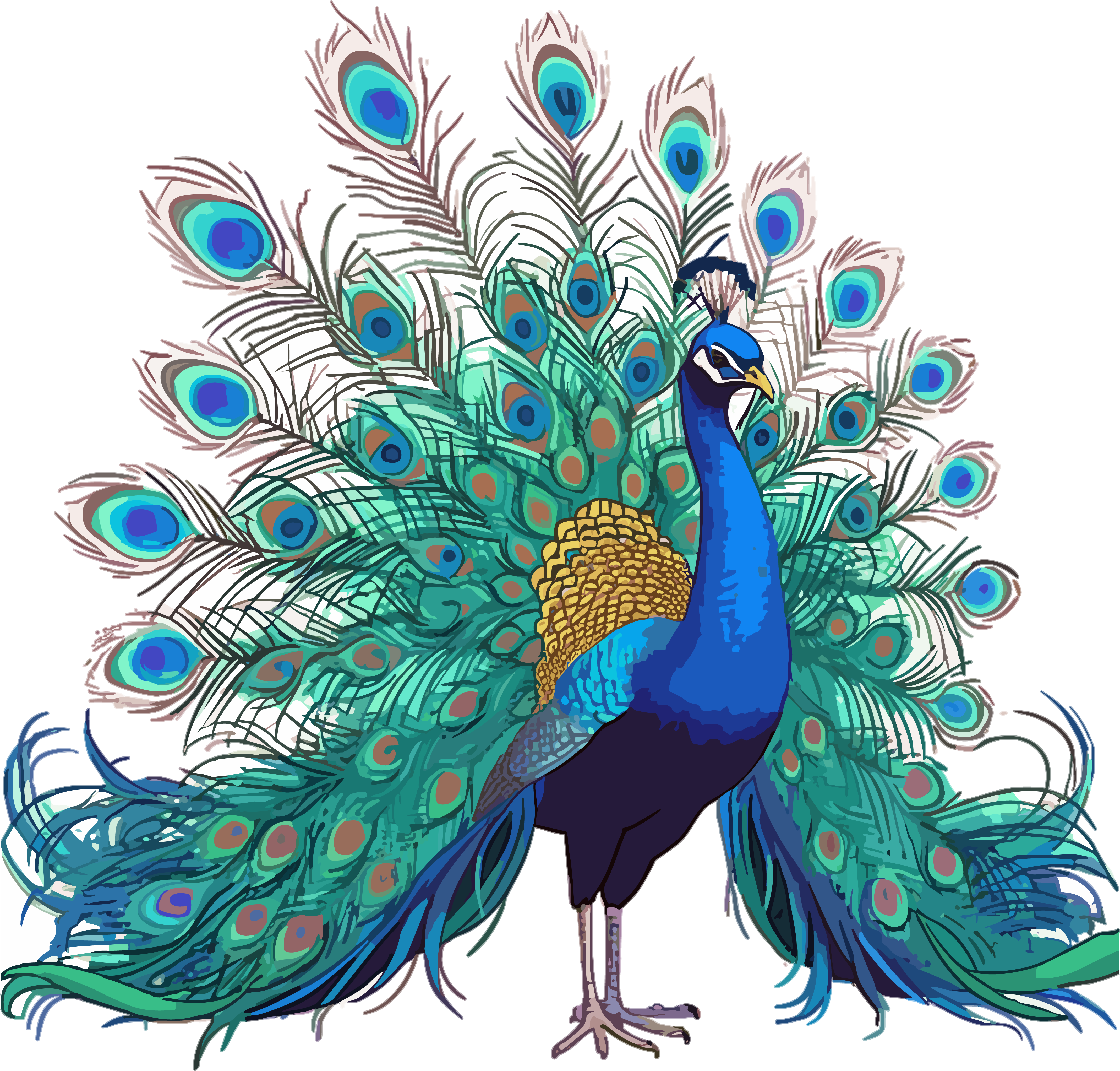 漂亮的孔雀插画