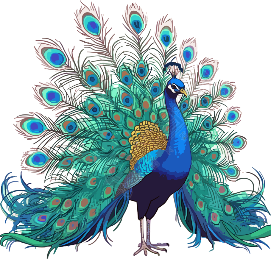 漂亮的孔雀插画
