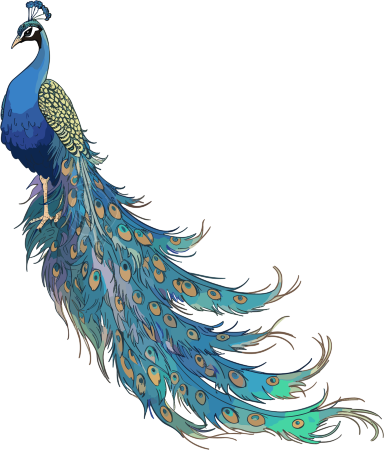 扁平风格手绘孔雀PNG插画素材