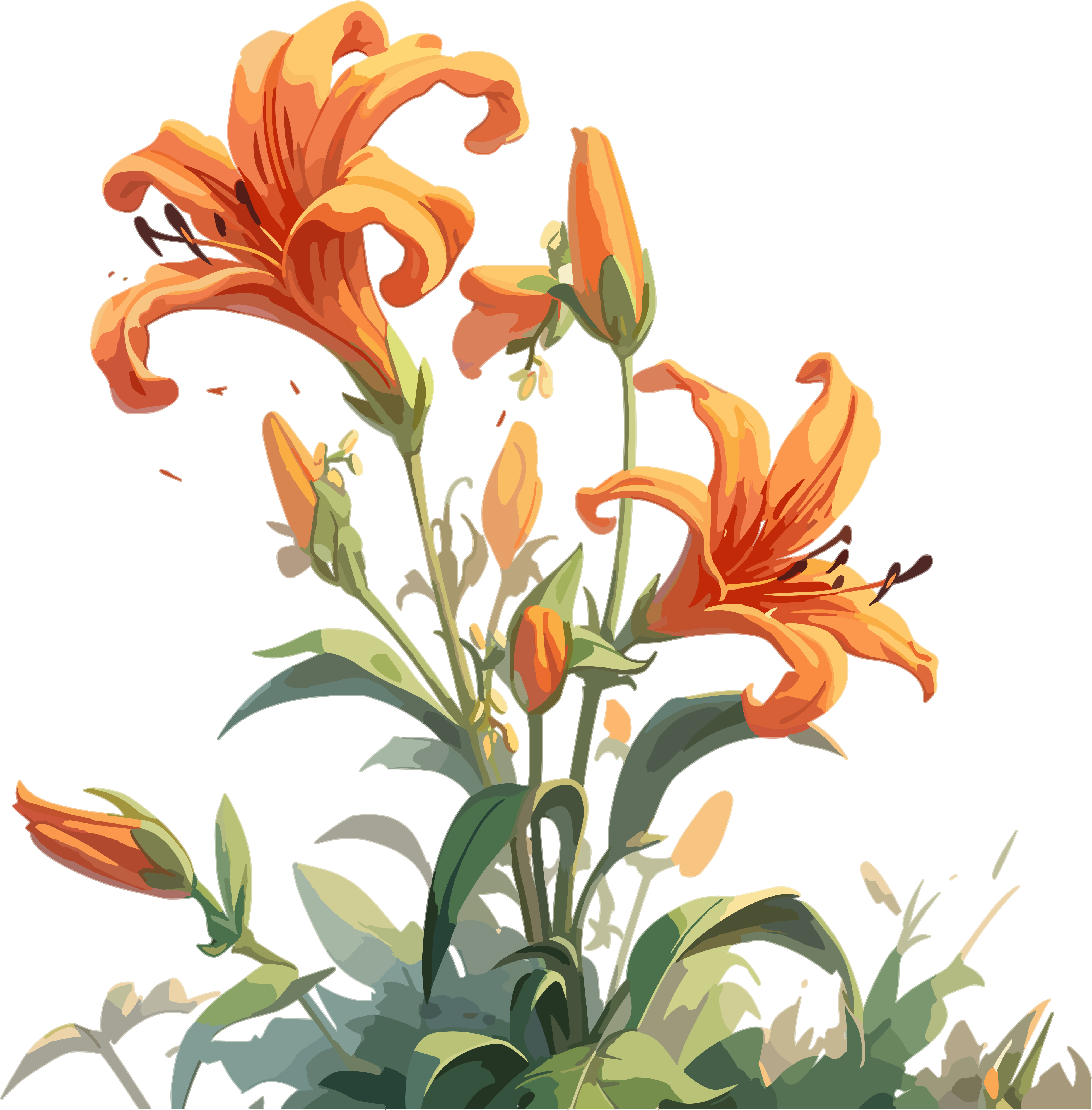 橙色百合花手绘绘画