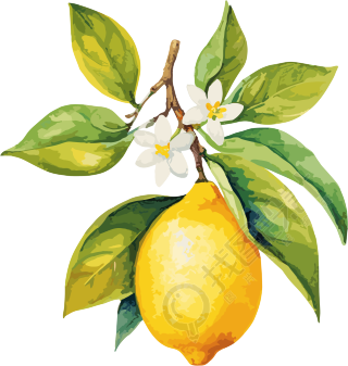 清新柠檬水彩插画元素