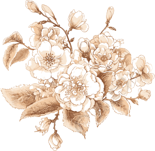 古风素描樱花插画元素