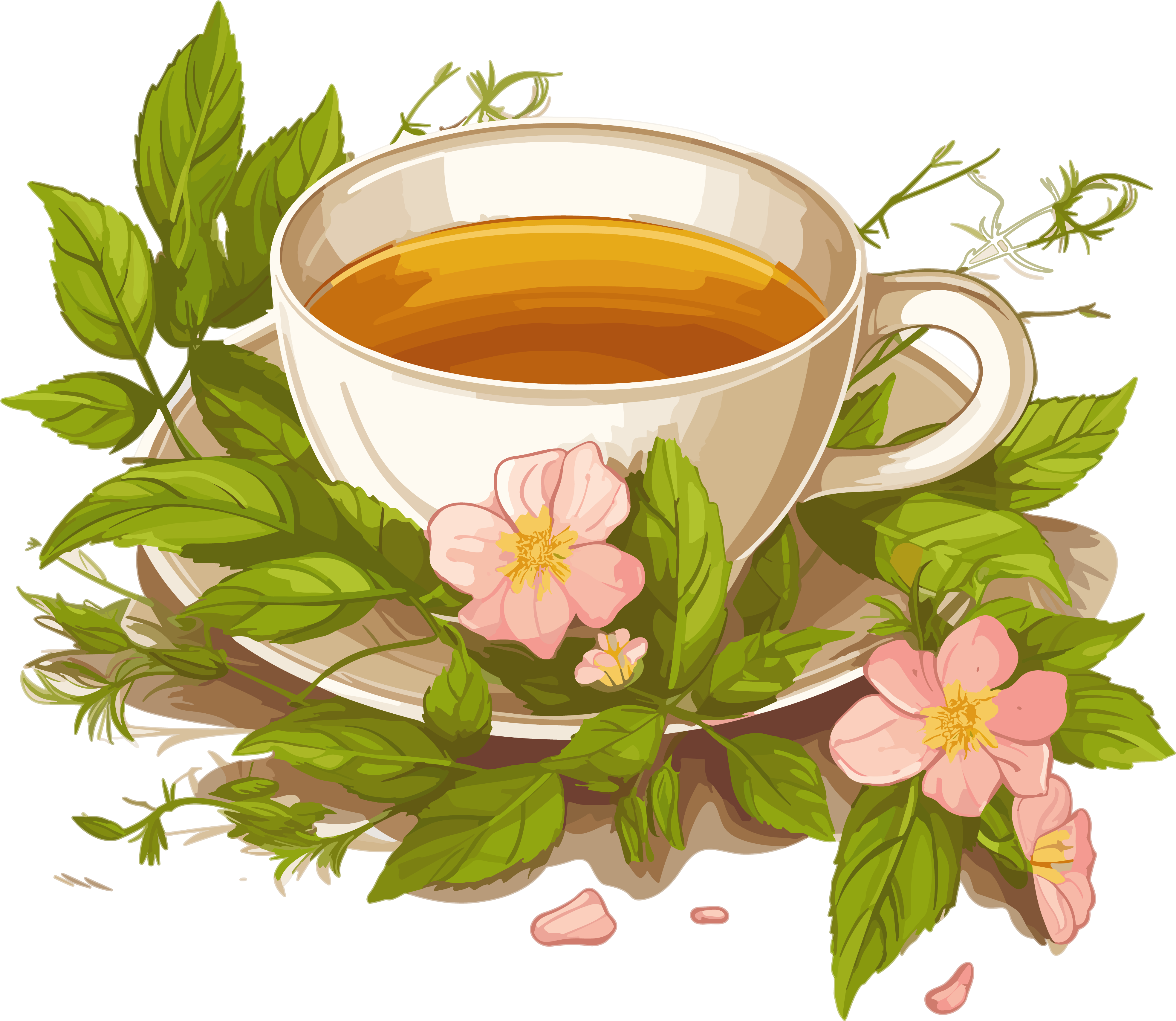 花叶纹理草本茶插画设计高清透明背景素材