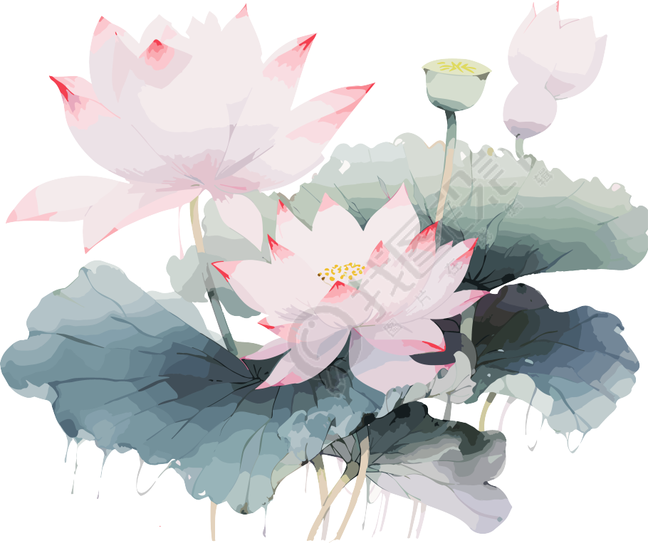 莲花与叶子画作插画