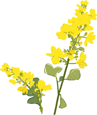 可商用油菜花PNG元素