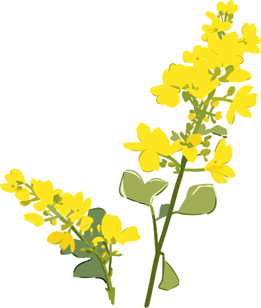可商用油菜花PNG元素