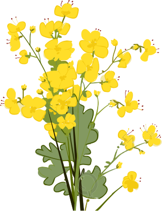 手绘黄色油菜花插画PNG