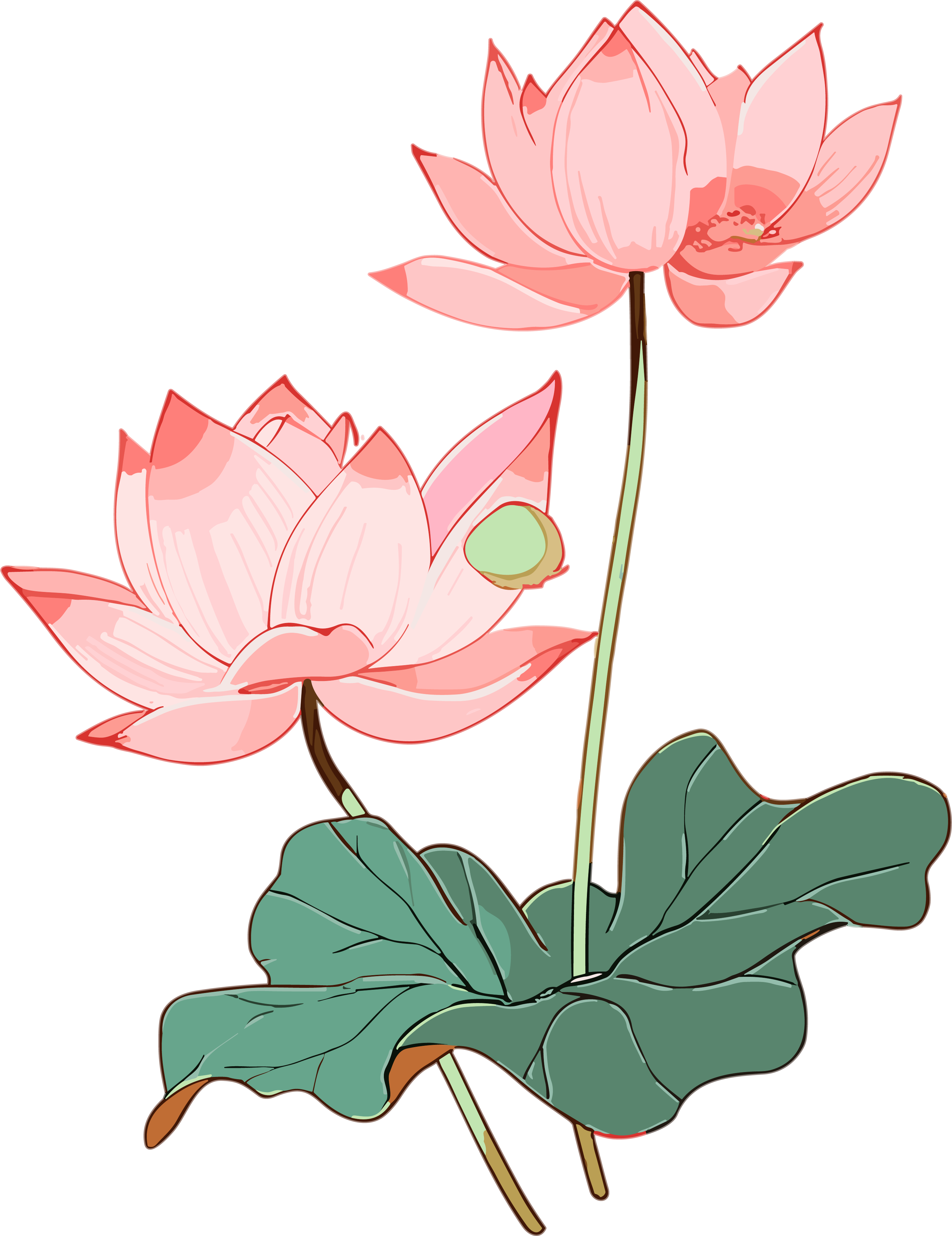 荷花透明背景插画元素