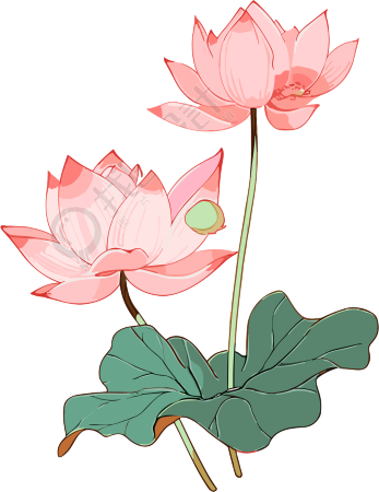 荷花透明背景插画元素