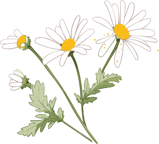 手绘扁平风格小雏菊插画
