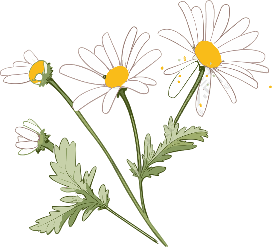 手绘扁平风格小雏菊插画