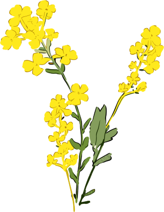 手绘油菜花扁平风格素材