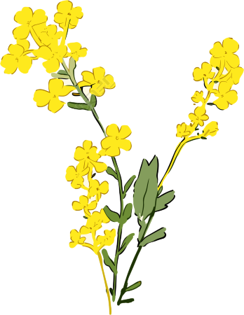 手绘油菜花扁平风格素材
