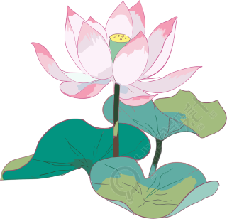 唯美粉色绽放的莲花插画