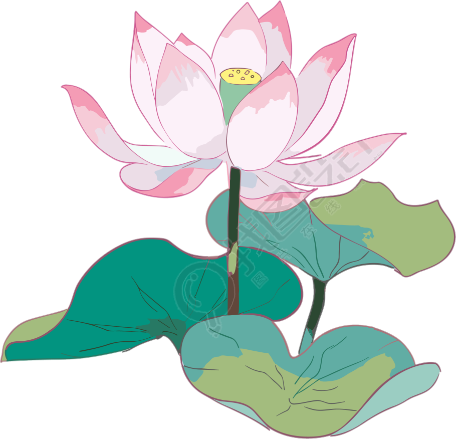 唯美粉色绽放的莲花插画