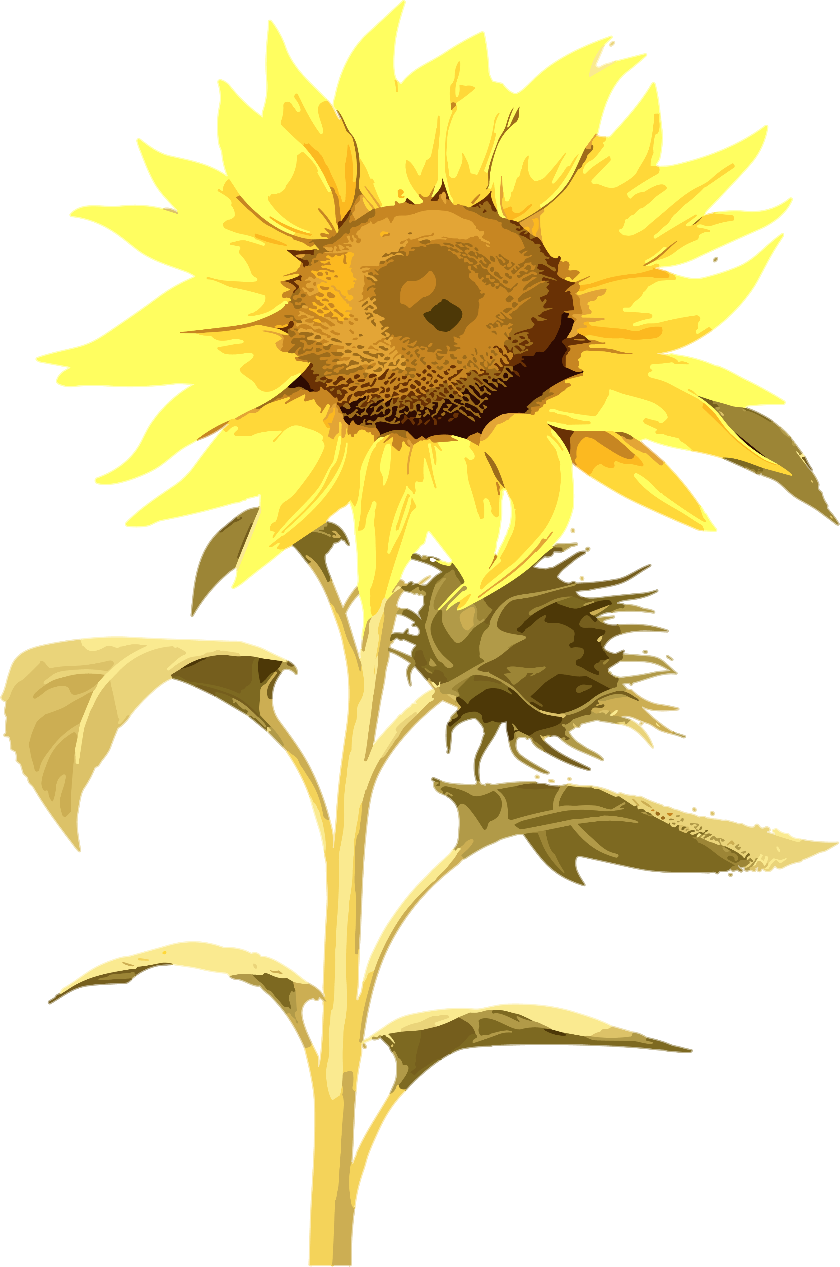 两朵带叶的向日葵商用插画