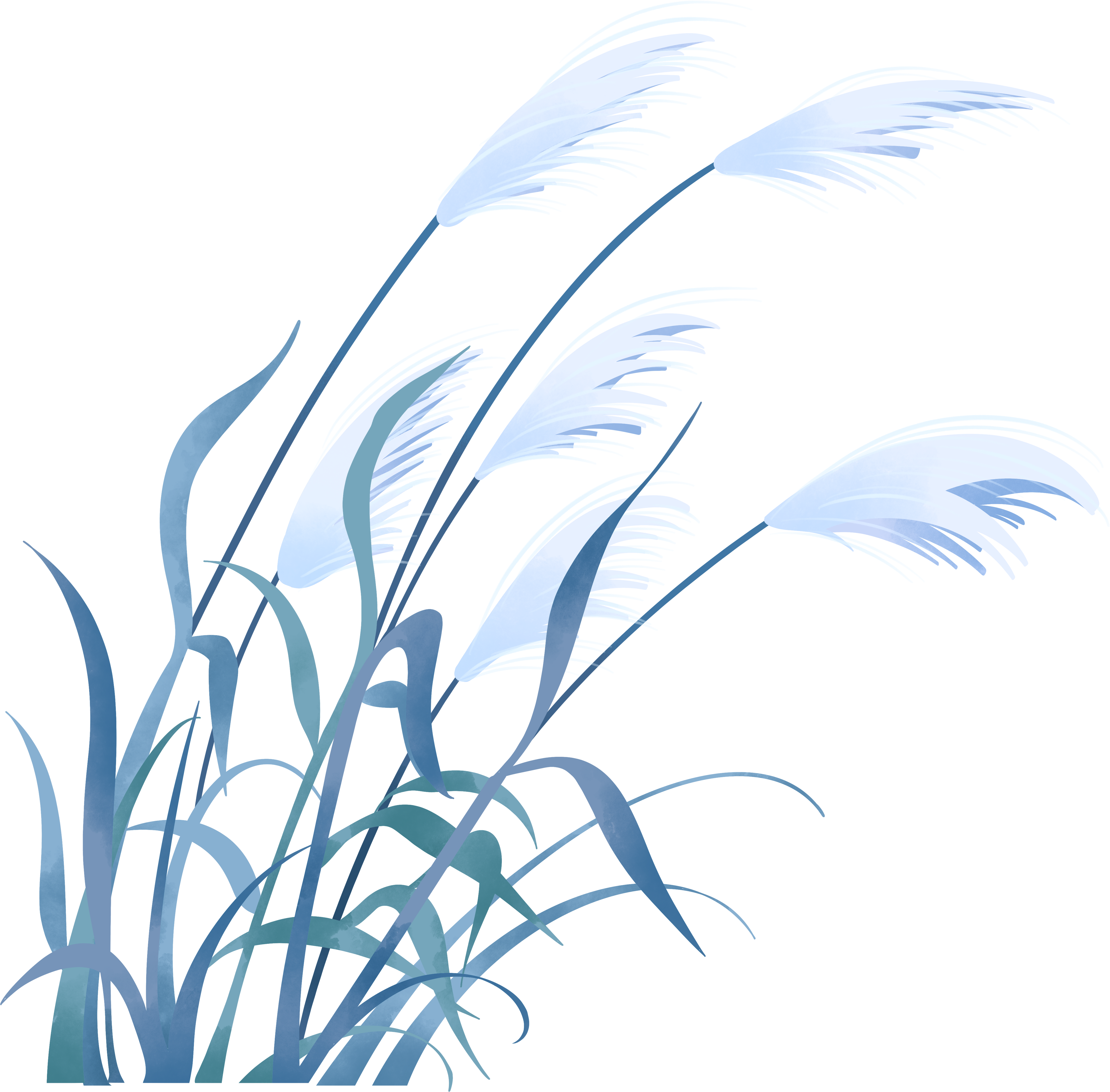 灰蓝色芦苇手绘插画素材