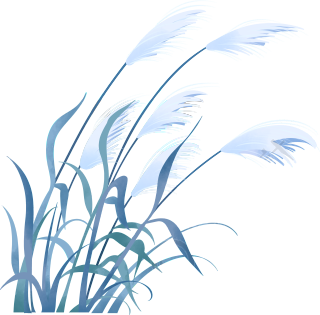 灰蓝色芦苇手绘插画素材
