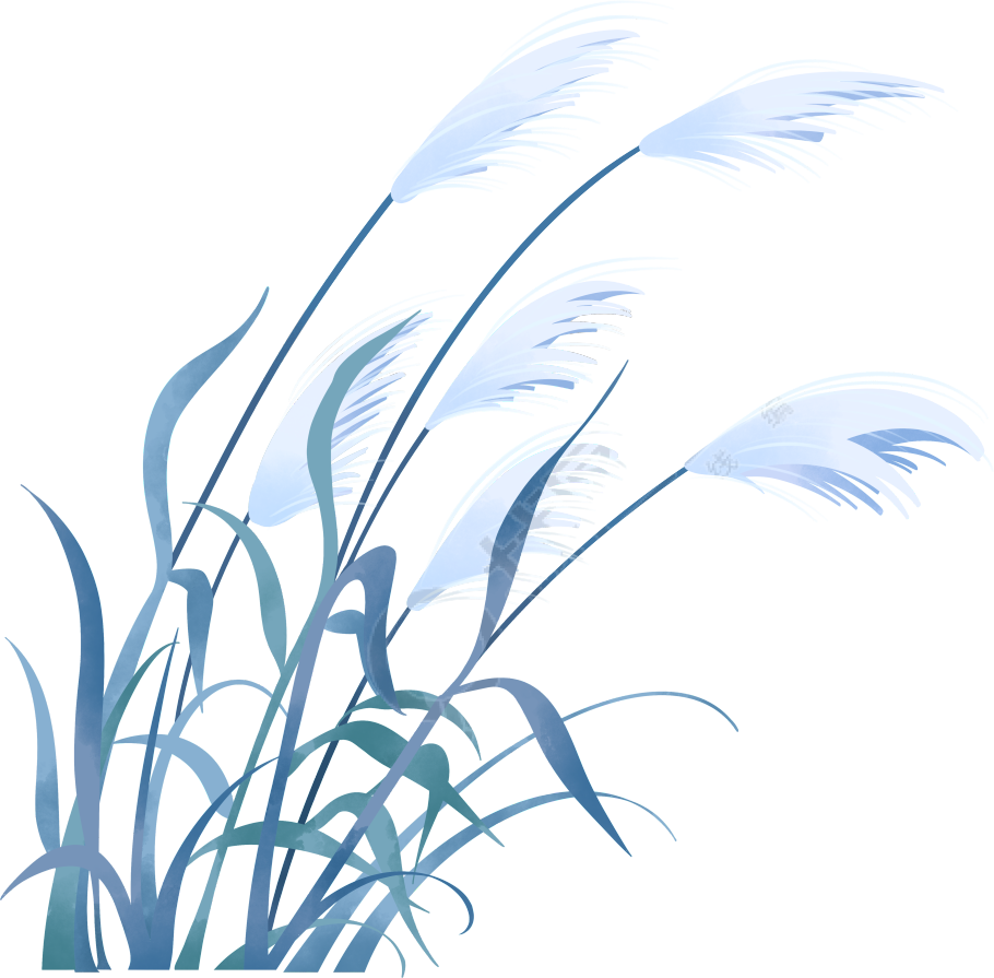 灰蓝色芦苇手绘插画素材
