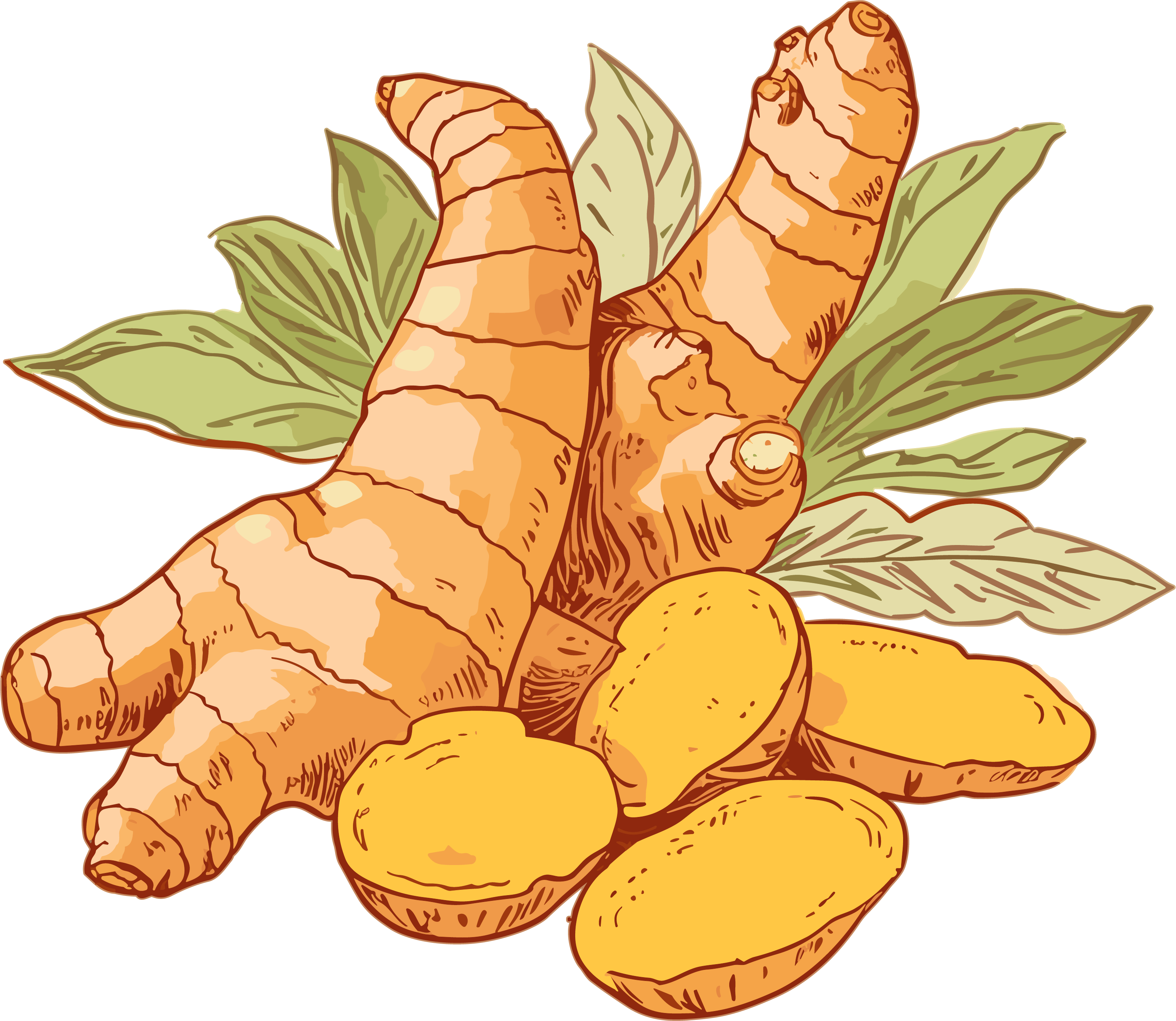 透明背景矢量剪贴画生姜PNG